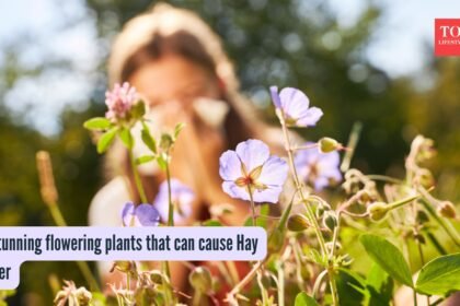 5 stunning flowering plants that can cause Hay Fever