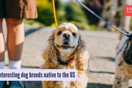 5 interesting dog breeds native to the US