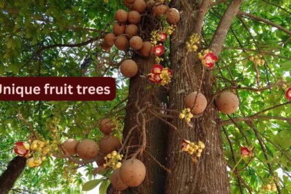 From snake fruit to jabuticaba; 10 unique fruit trees around the world and where travellers can find them