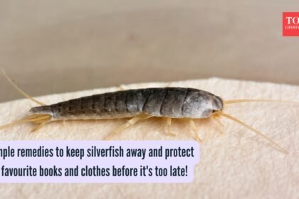 5 simple remedies to keep silverfish away and protect your favourite books and clothes before it’s too late!