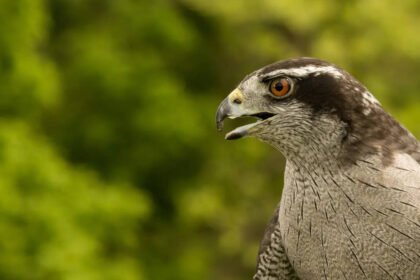 Bird Behaviour: How do forest birds react to danger |