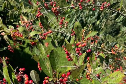 The front yard shrub trick that makes landscaping look good even after summer flowers fade |