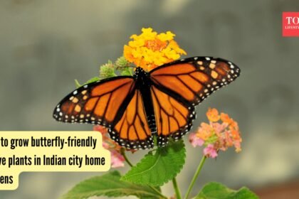 How to grow butterfly-friendly native plants in Indian city home gardens