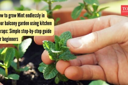Simple step-by-step guide for beginners
