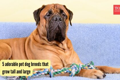 5 adorable pet dog breeds that grow tall and large