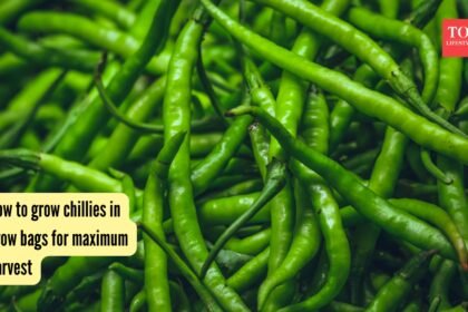 How to grow chillies in grow bags for maximum harvest