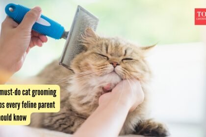 5 must-do cat grooming tips every feline parent should know