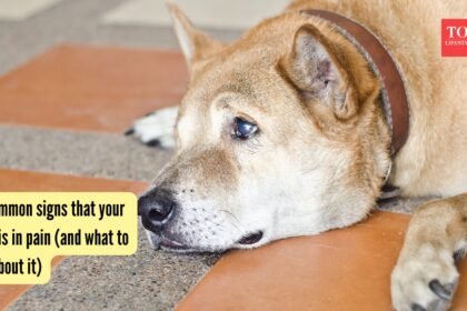 5 common signs that your dog is in pain (and what to do about it)