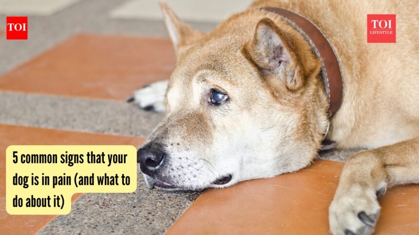 5 common signs that your dog is in pain (and what to do about it)
