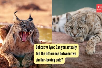 Can you actually tell the difference between two similar-looking cats?