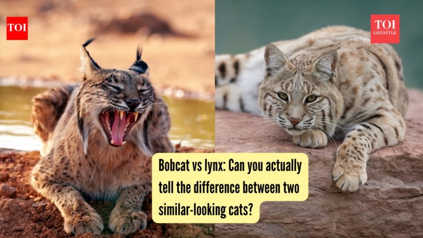 Can you actually tell the difference between two similar-looking cats?