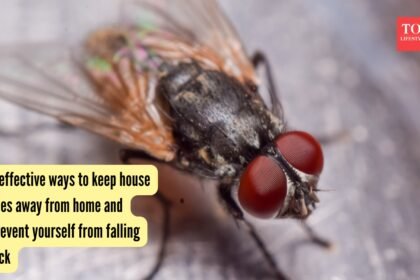 5 effective ways to keep house flies away from home and prevent yourself from falling sick