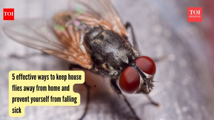 5 effective ways to keep house flies away from home and prevent yourself from falling sick