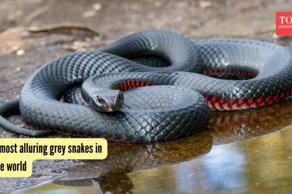5 most alluring grey snakes in the world