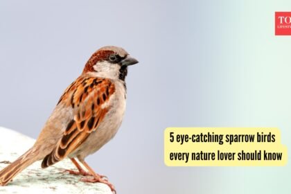 5 eye-catching sparrow birds every nature lover should know