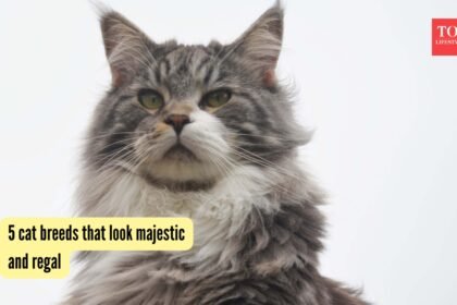 5 cat breeds that look majestic and regal
