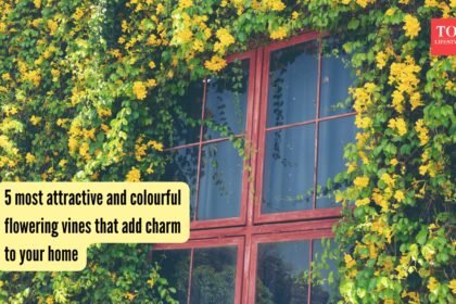 5 most attractive and colourful flowering vines that add charm to your home