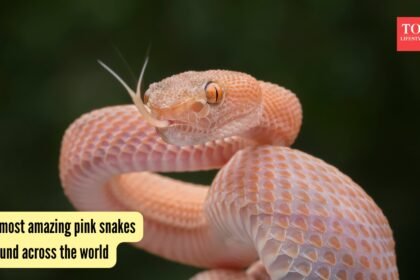 5 most amazing pink snakes found across the world