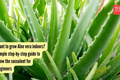 Want to grow Aloe vera indoors? Simple step-by-step guide to grow the succulent for beginners