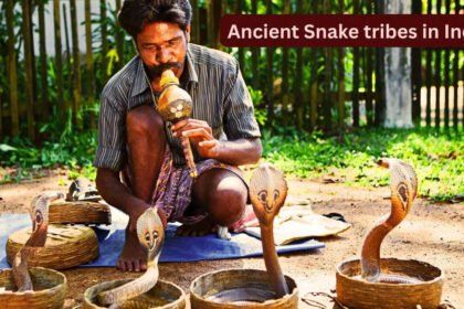 Famous snake tribes of India and why they fascinate travellers from the world over