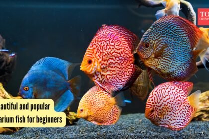5 beautiful and popular aquarium fish for beginners
