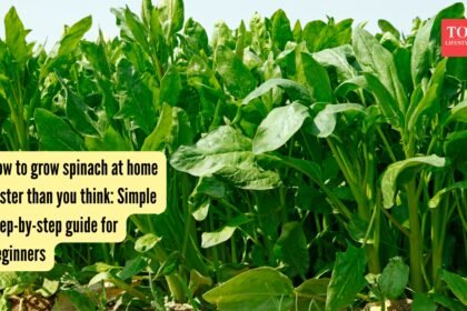 How to grow spinach at home faster than you think: Simple step-by-step guide for beginners