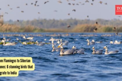 6 stunning birds that migrate to India