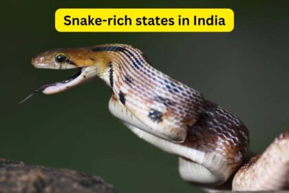 7 snake-rich states in India and what every wildlife traveller should know about them