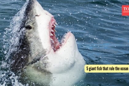 5 giant fish that rule the ocean