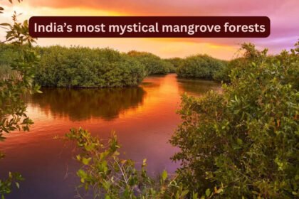 India’s most mystical and lesser-known mangrove forests travellers rarely talk about
