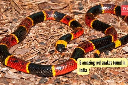 5 amazing red snakes found in India