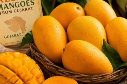 How Gujarat’s Kesar mangoes became a seasonal favourite in London Heathrow |