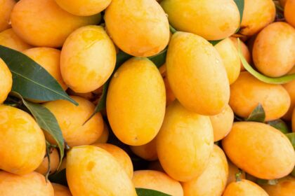 What is the ideal storage temperature to make mangoes last up to 3 weeks without spoilage |