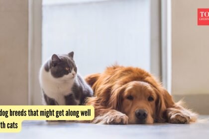 4 dog breeds that might get along well with cats