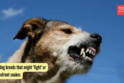 4 dog breeds that might ‘fight’ or confront snakes