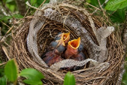 Why some birds decorate their nests with snake skin: The reason is brilliant