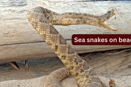10 unique sea snakes and places they can be found on beach by travellers