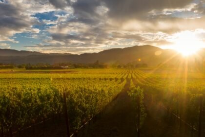 India’s hidden wine regions beyond Nashik