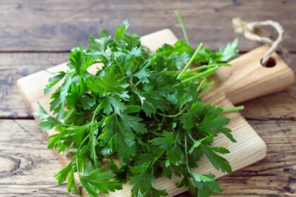 Preserve Coriander Leaves: Why coriander leaves die within two days in summer and what to do about it