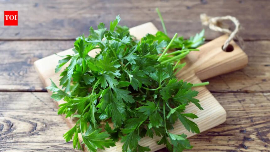 Preserve Coriander Leaves: Why coriander leaves die within two days in summer and what to do about it