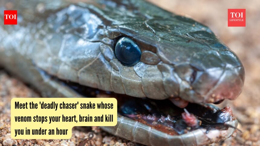 Black Mamba Snake: Meet the ‘deadly chaser’ snake whose venom stops your heart, brain and kills you in under an hour
