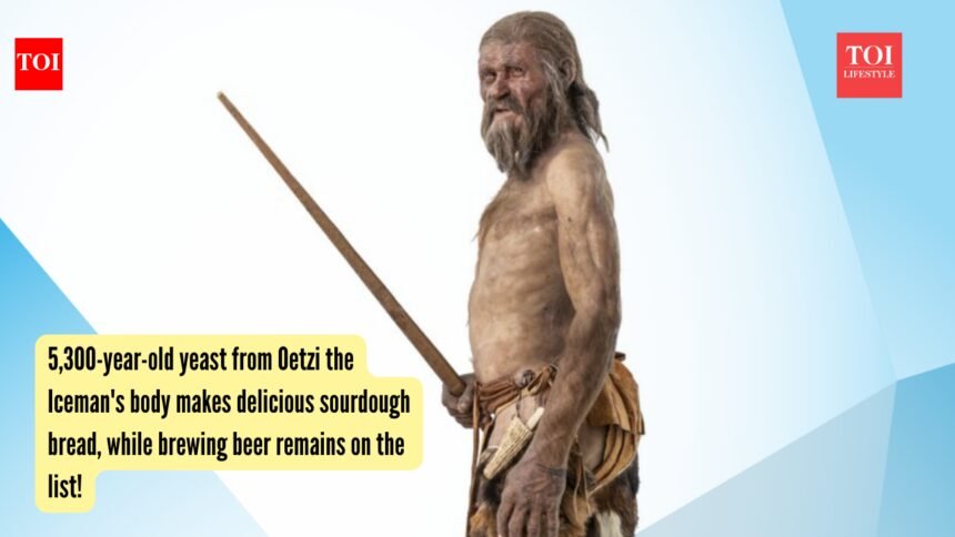 Oetzi The Iceman: 5,300-year-old yeast from Oetzi the Iceman’s body makes delicious sourdough bread, while brewing beer remains on the list!