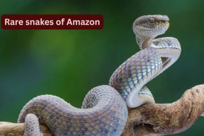10 rare snakes found in the Amazon rainforest and what travellers should know