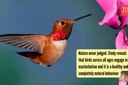 Nature never judged: Study reveals that birds across all ages engage in masturbation, and it is a healthy and completely natural behaviour