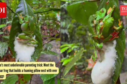 Malabar Gliding Frog: Nature’s most unbelievable parenting trick: Meet the Malabar frog that builds a foaming pillow nest with over 200 eggs