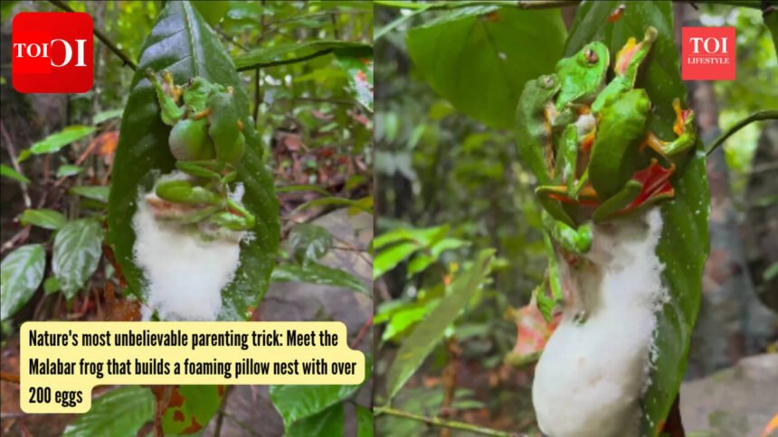 Malabar Gliding Frog: Nature’s most unbelievable parenting trick: Meet the Malabar frog that builds a foaming pillow nest with over 200 eggs