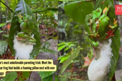 The ‘magic potion’ behind trees: scientists discover protein that let plants conquer land 470 million years ago