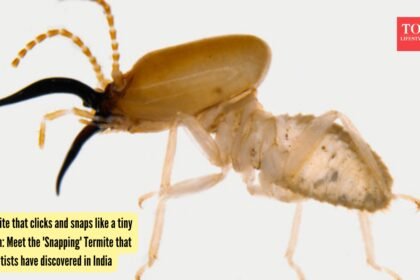 India Termite Discovery: Termite that clicks and snaps like a tiny alarm: Meet the ‘Snapping’ Termite that scientists have discovered in India