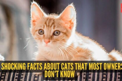 Cats Behavior: 6 shocking facts about cats that most owners don’t know