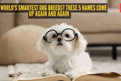 Smartest Dog Breeds: The world’s smartest dog breeds? These 5 names come up again and again